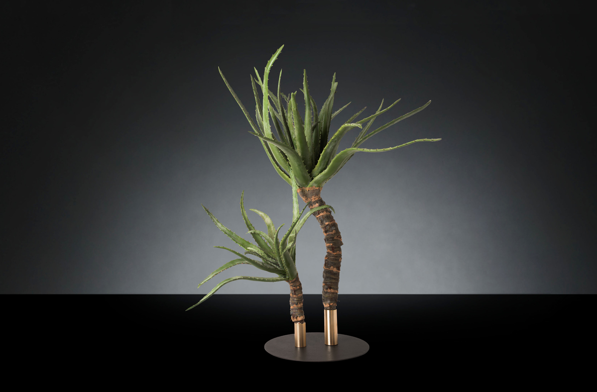 1700222143-1142947.96 ALOE PLANT X 2_2LOW